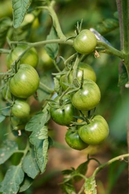 Sera içinde üzüm domates olgunlaşma