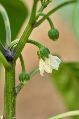 Makro filiz yeşil yaprakları arasında beyaz biber çiçek