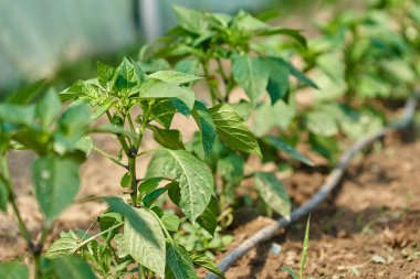 Makro filiz yeşil yaprakları arasında beyaz biber çiçek