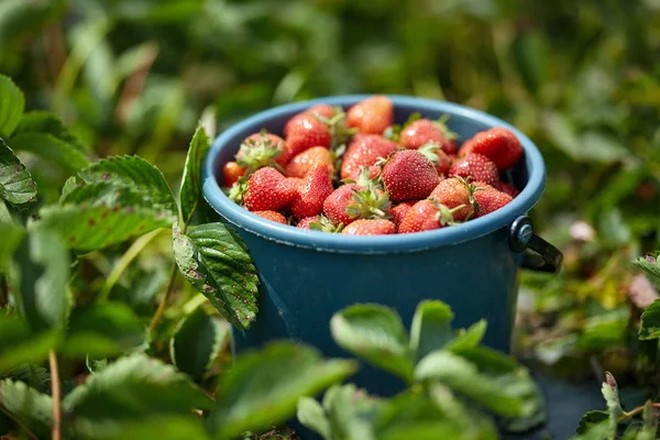 Saftige Süße Erdbeeren Eimer — Stockfoto