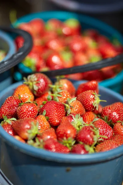 Ζουμερά Γλυκά Φράουλες Κουβάδες — Φωτογραφία Αρχείου