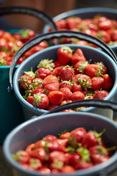 Sappige Zoete Aardbeien Emmers — Stockfoto