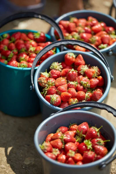 Ζουμερά Γλυκά Φράουλες Κουβάδες — Φωτογραφία Αρχείου