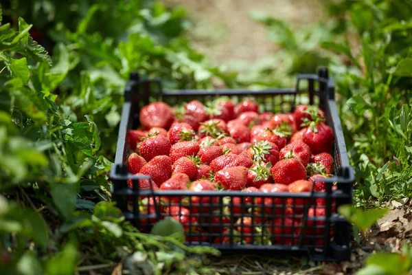 Fraises Douces Fraîches Dans Caisse — Photo