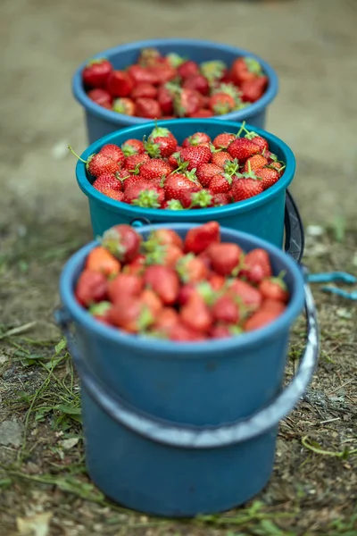 Fraises Sucrées Juteuses Dans Des Seaux — Photo