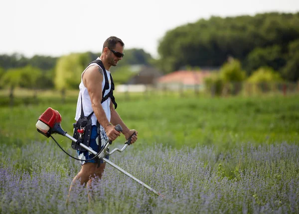 シャツ ショート パンツ ブラシ カッターでラベンダーの行の間で刈り取りサングラスの男 — ストック写真