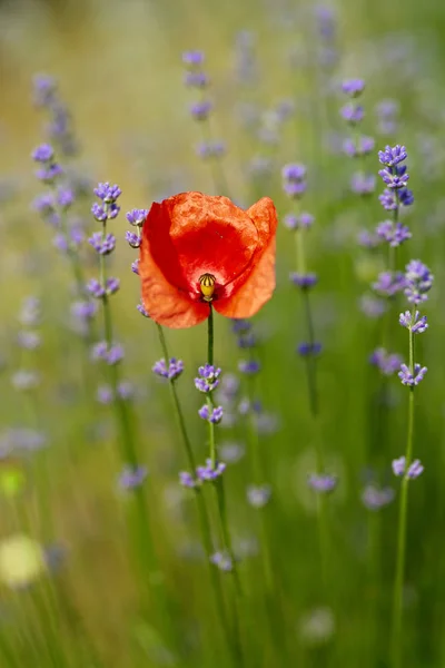 Enkele Papaver Lavendel Veld Met Selectieve Aandacht — Stockfoto