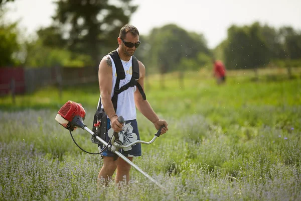 Front View Man Mowing Lavender Rows Brush Cutter — Stock Photo, Image