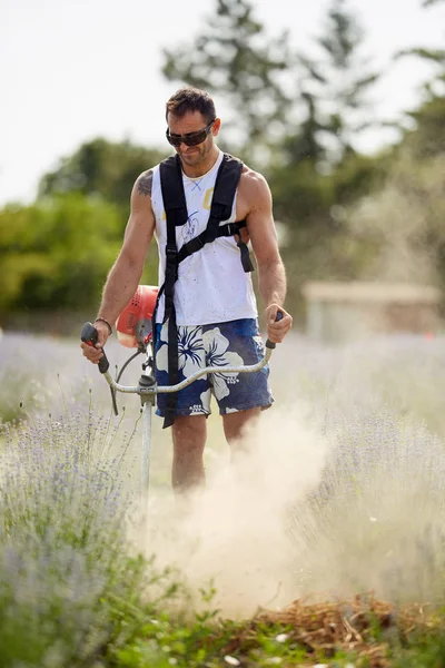 front view man in T-shirt, shorts and sunglasses mowing among lavender rows with brush cutter