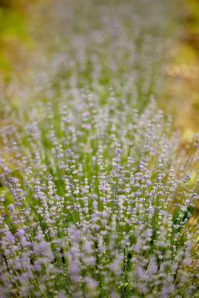 Närbild Rader Lavendel Buskar Trädgården Går Perspektiv — Stockfoto