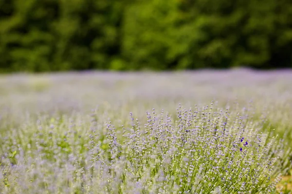 Rader Lavendel Buskar Trädgården Innan Skogen — Stockfoto