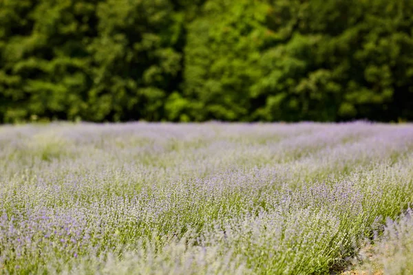 Rijen Van Lavendel Struiken Tuin Voordat Bos — Stockfoto