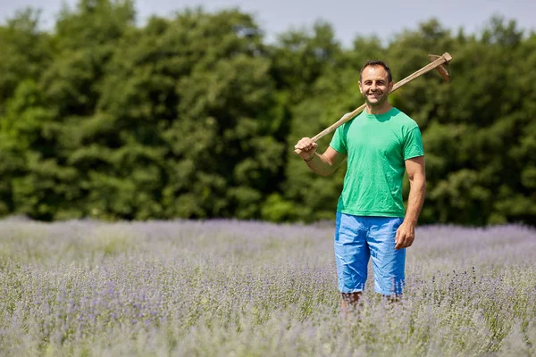 Smiling Farmer Standing Rows Lavender Plantation Sunny Day — Stock Photo, Image