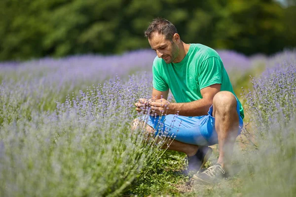 Glada Bonden Sitter Lavendel Plantation Mellan Rader — Stockfoto