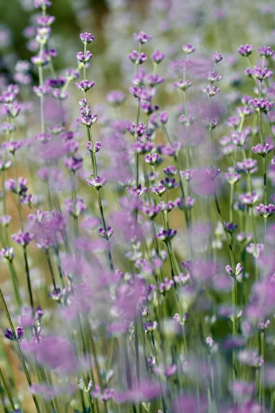 Gros Plan Buisson Lavande Fleurs — Photo