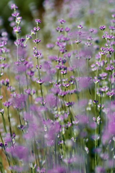 Gros Plan Buisson Lavande Fleurs — Photo