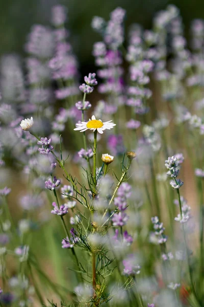 クローズ アップのラベンダーの花のフィールドにデイジー — ストック写真