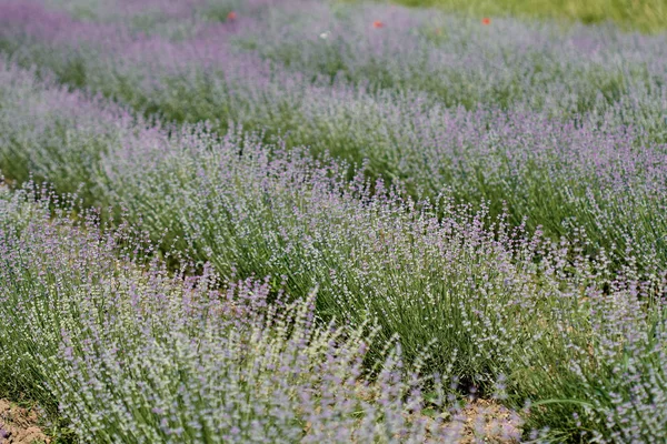 Fileiras Arbustos Lavanda Jardim — Fotografia de Stock