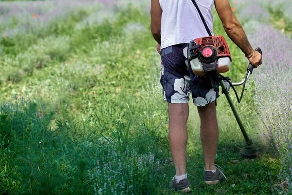 ブラシ カッターでラベンダーの行の間で刈る男 — ストック写真