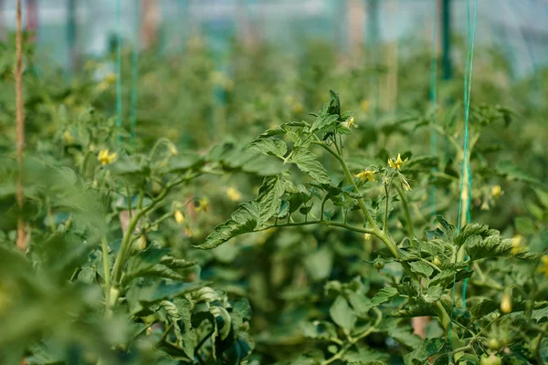 Saplings Tomatoes Greenhouse — Stock Photo, Image