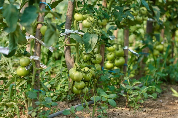 Tomates Amadurecidos Vinhas Estufa — Fotografia de Stock