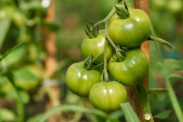 Ripening tomatoes on vines in greenhouse
