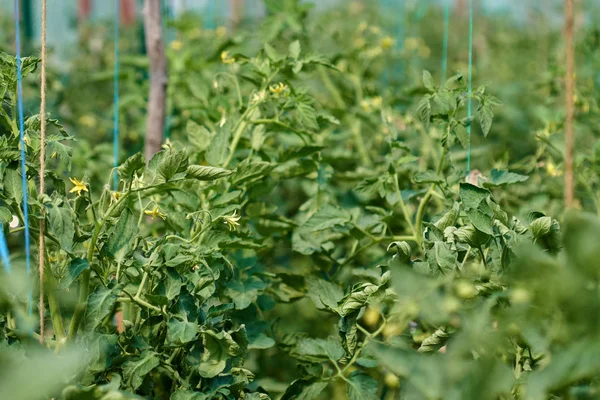 Saplings Tomatoes Greenhouse — Stock Photo, Image
