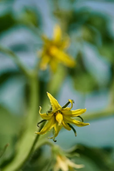 Close Van Kleine Tomaat Bloemen Kas — Stockfoto