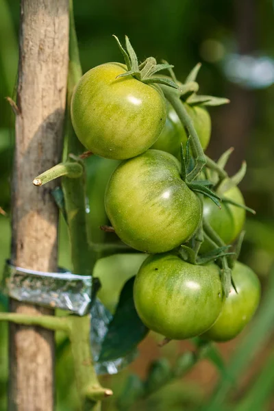 Ripening tomatoes on vines in greenhouse