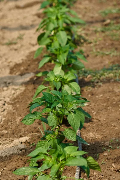 Rader Peppar Växter Växthus — Stockfoto