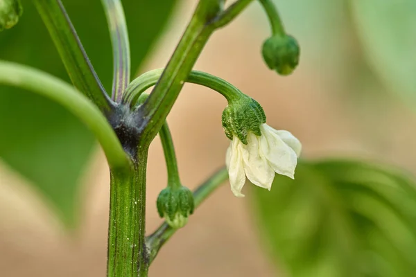 Makro Pieprz Biały Kwiat Kiełkować Wśród Zielonych Liści — Zdjęcie stockowe