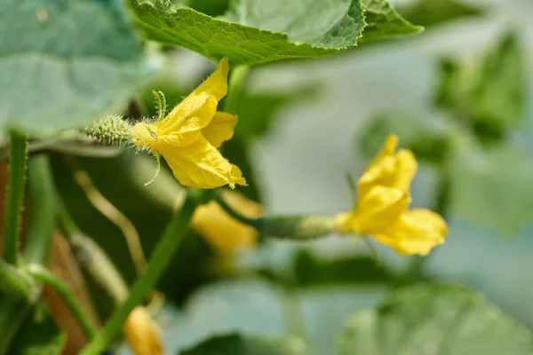 Gros Plan Fleur Citrouille Jaune Parmi Les Feuillages Jardin — Photo