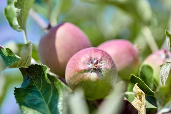 Zbliżenie Grona Niedojrzałych Jabłek Zielonych Liści Gałęzi Drzewa — Zdjęcie stockowe