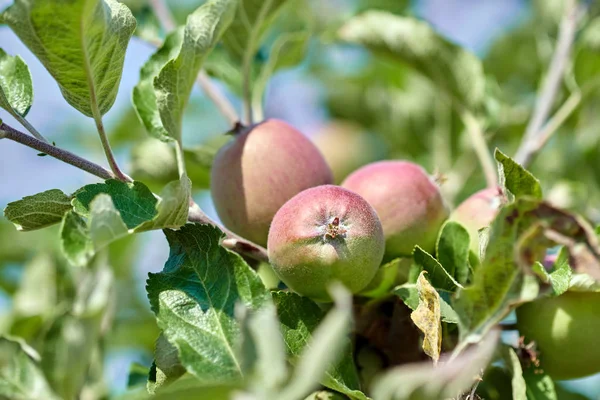 Close Van Bos Van Onrijpe Appels Groene Bladeren Boomtak — Stockfoto