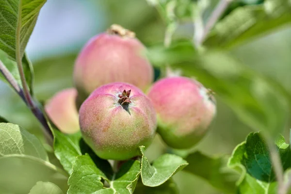 Primer Plano Racimo Manzanas Inmaduras Hojas Verdes Rama Árbol —  Fotos de Stock