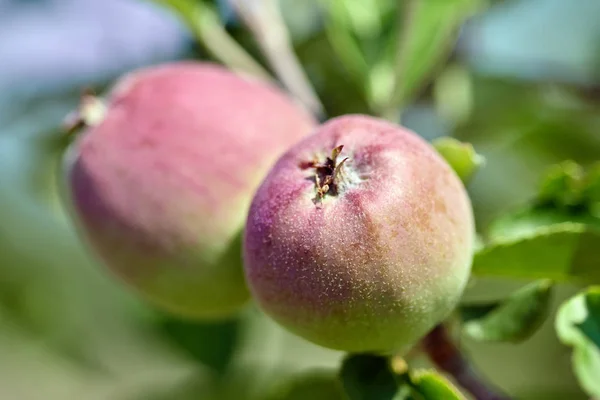 Primer Plano Racimo Manzanas Inmaduras Hojas Verdes Rama Árbol — Foto de Stock