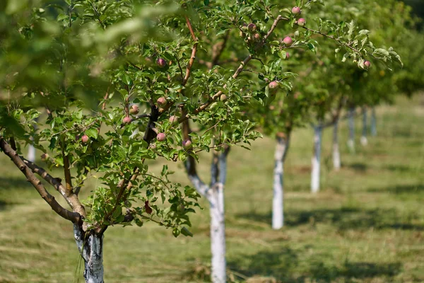 Rzędy Drzew Młodych Perspektywy Jabłuszkowym Sadzie — Zdjęcie stockowe