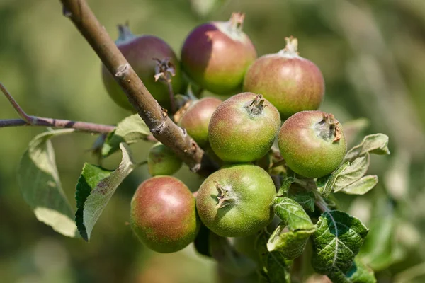 Primer Plano Racimo Manzanas Inmaduras Hojas Verdes Rama Árbol — Foto de Stock