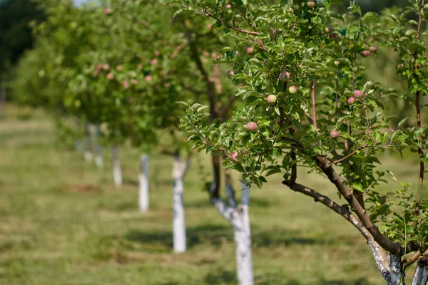 Filas Árboles Jóvenes Perspectiva Huerto Manzanas — Foto de Stock