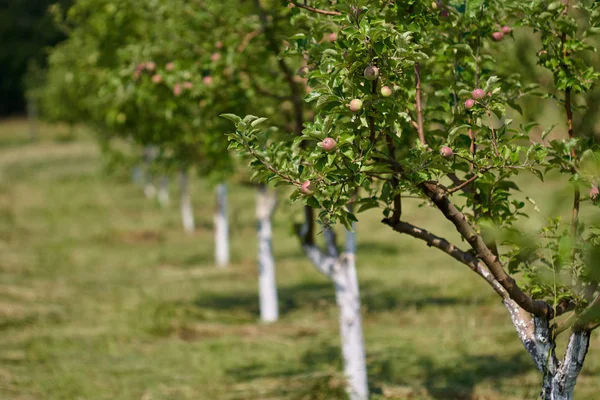 苹果园视野中的幼树行 — 图库照片