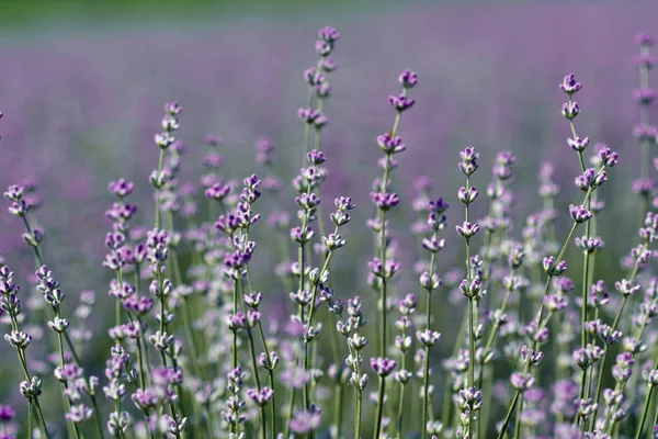 Närbild Lila Lavendel Bush Blom — Stockfoto