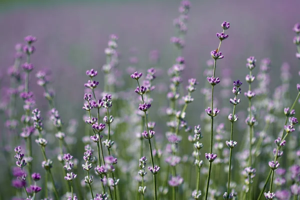 盛开的紫色薰衣草灌木特写 — 图库照片