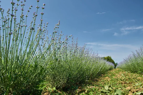 Fileiras Arbustos Lavanda Jardim — Fotografia de Stock