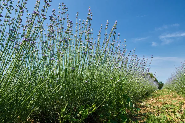 Rader Lavendel Buskar Trädgården Blå Himmel — Stockfoto