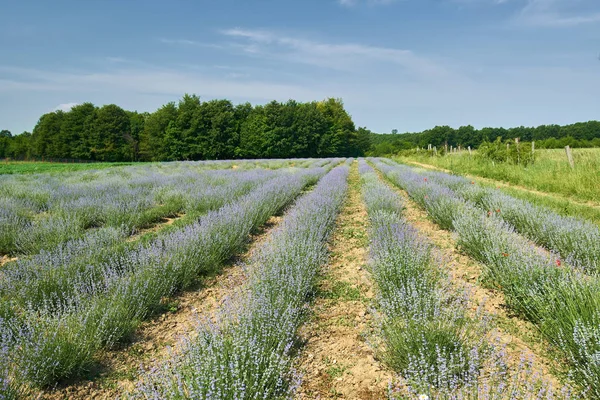 Rijen Van Lavendel Struiken Tuin Onder Blauwe Hemel — Stockfoto