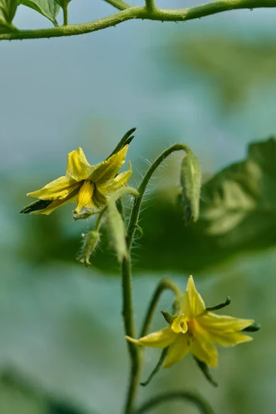 Detailní Záběr Malých Rajčat Květiny Skleníku Stock Fotografie