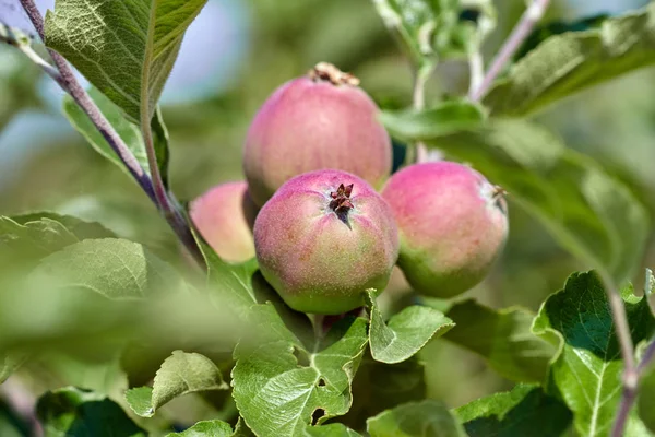Κοντινό Πλάνο Του Μάτσο Άγουρα Μήλα Στα Πράσινα Φύλλα Στο Εικόνα Αρχείου