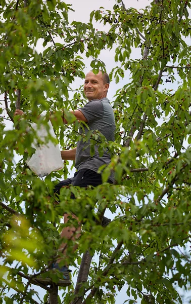 Mann Sitzt Auf Baum Und Erntet Bittere Schwarze Kirschen — Stockfoto
