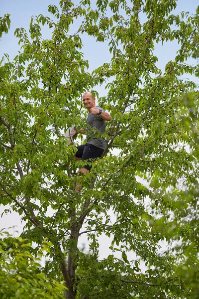 Mann Sitzt Auf Baum Und Erntet Bittere Schwarze Kirschen — Stockfoto