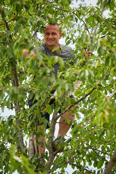 Man climbing up tree to harvest bitter black cherries